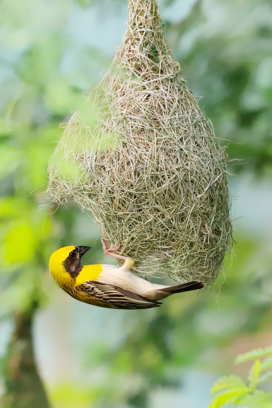 Weaver Bird