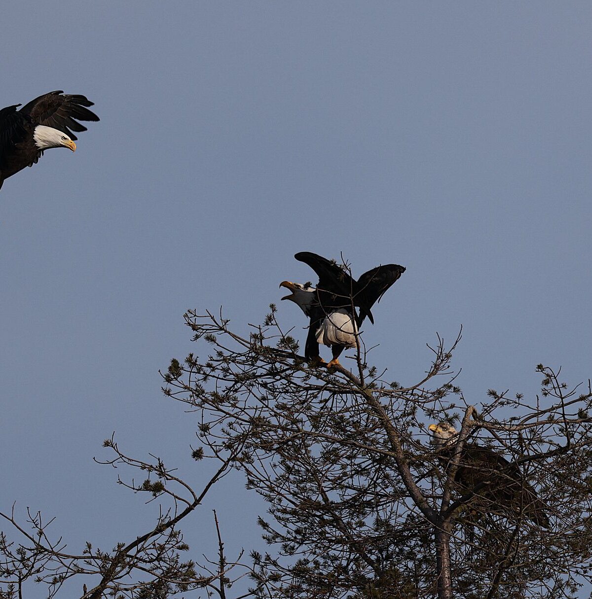 Birds of Prey