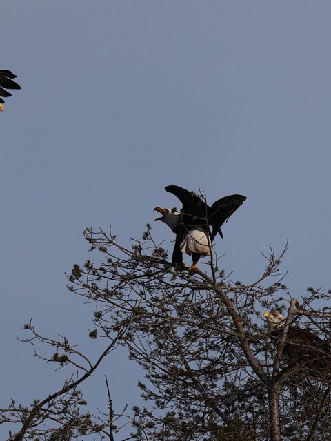 Birds of Prey