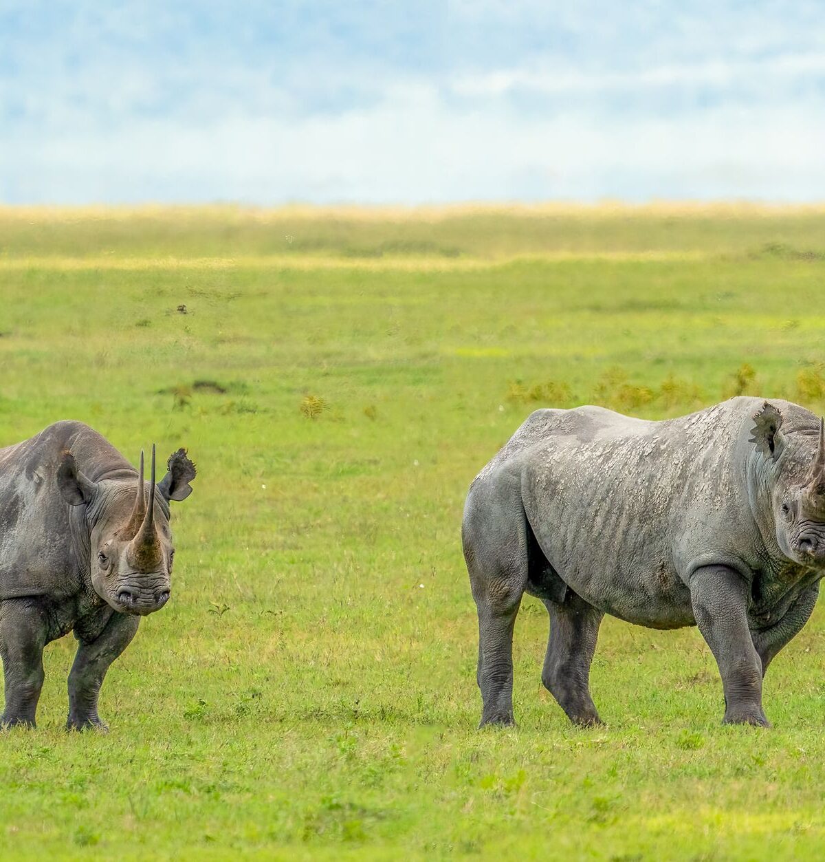 Rhinoceroses