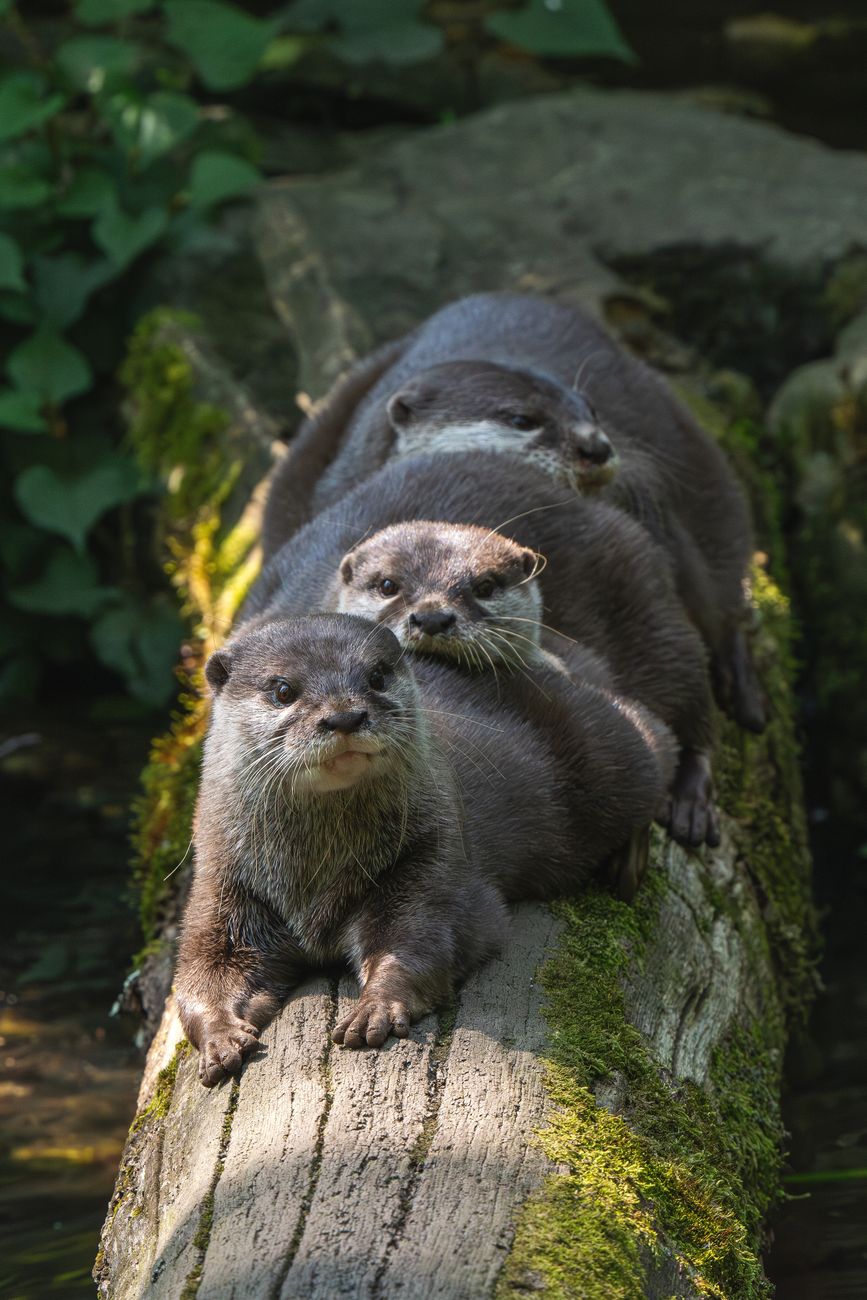 Asian Small-Clawed Otter