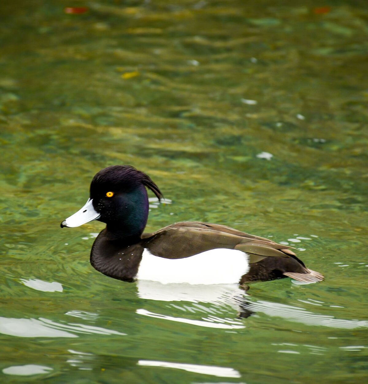 Tufted Duck