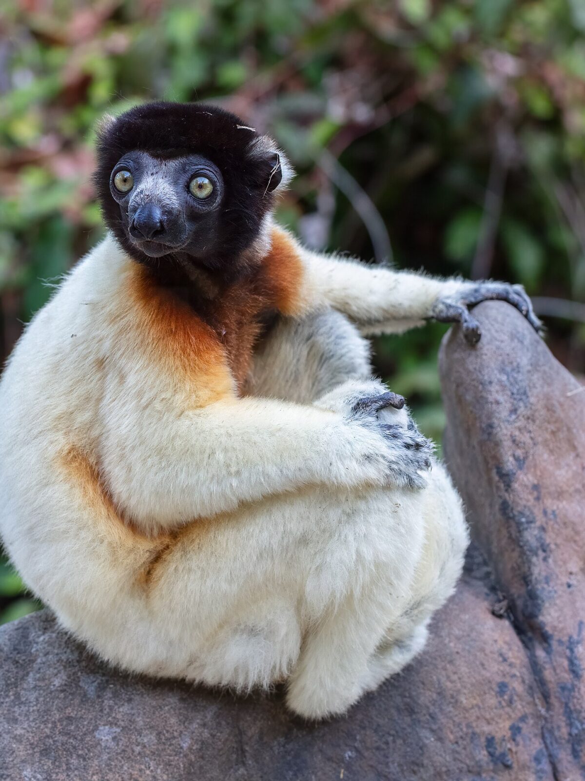Crowned Sifaka