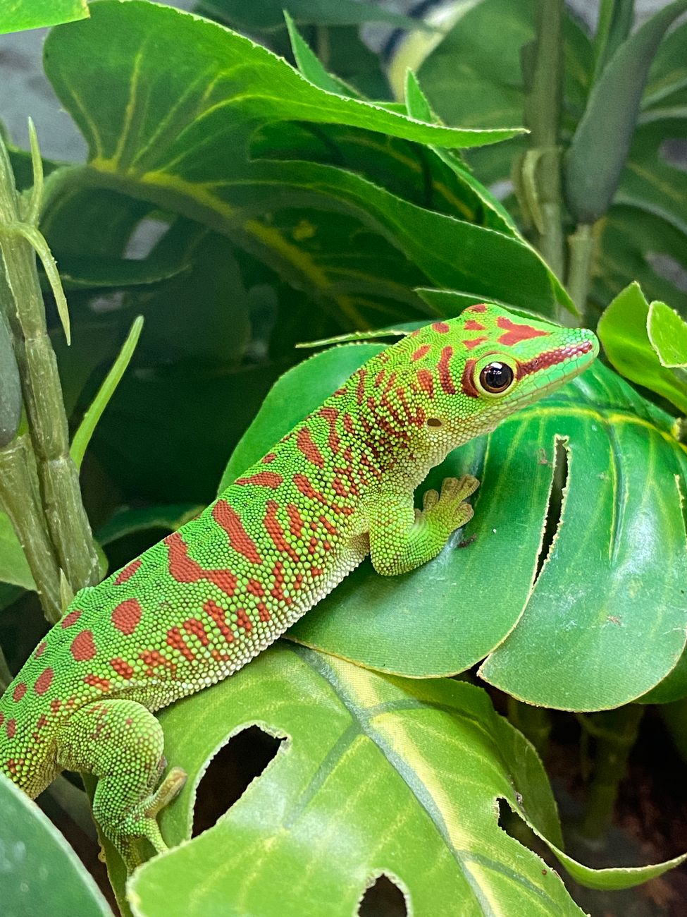 Day Gecko