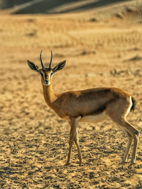 Dorcas Gazelle