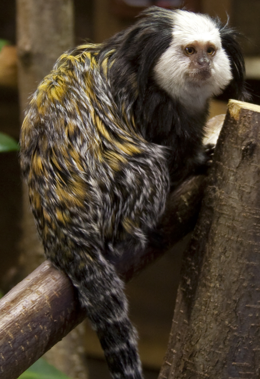 Geoffroy’s Marmoset