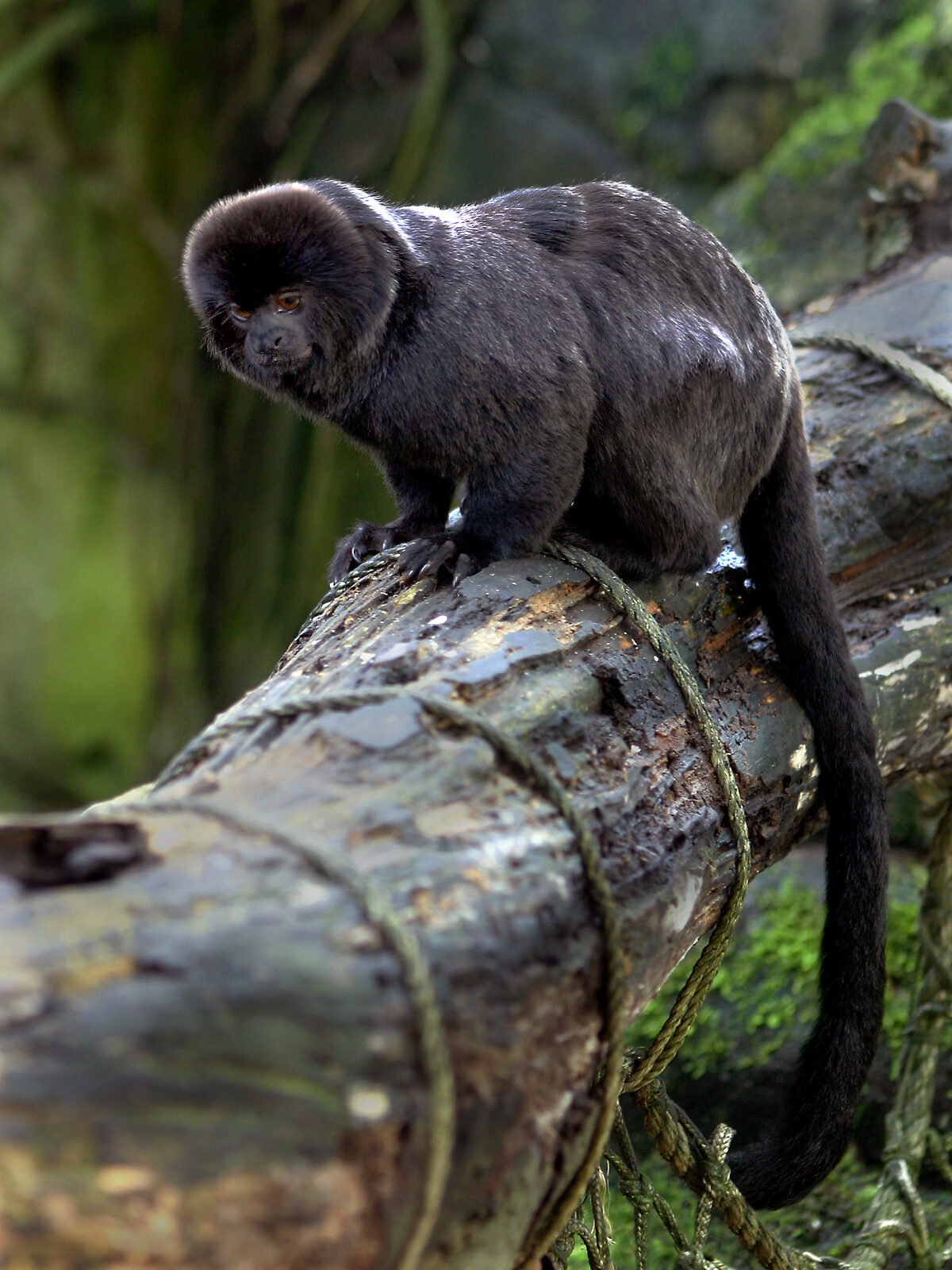 Goeldi’s Monkey
