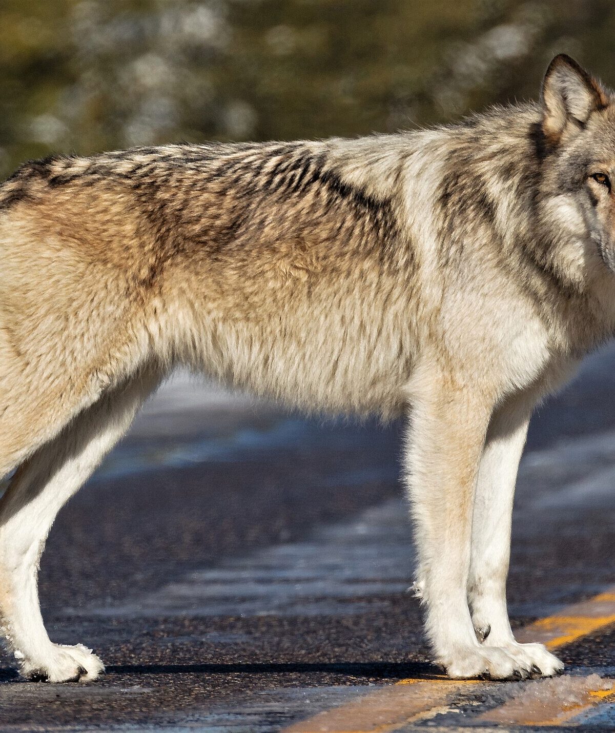 Northwestern Wolf