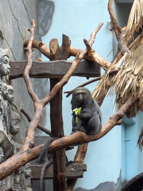 Owl-faced Monkey