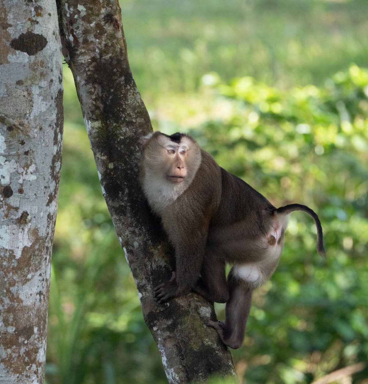 Pig-tailed Macaque
