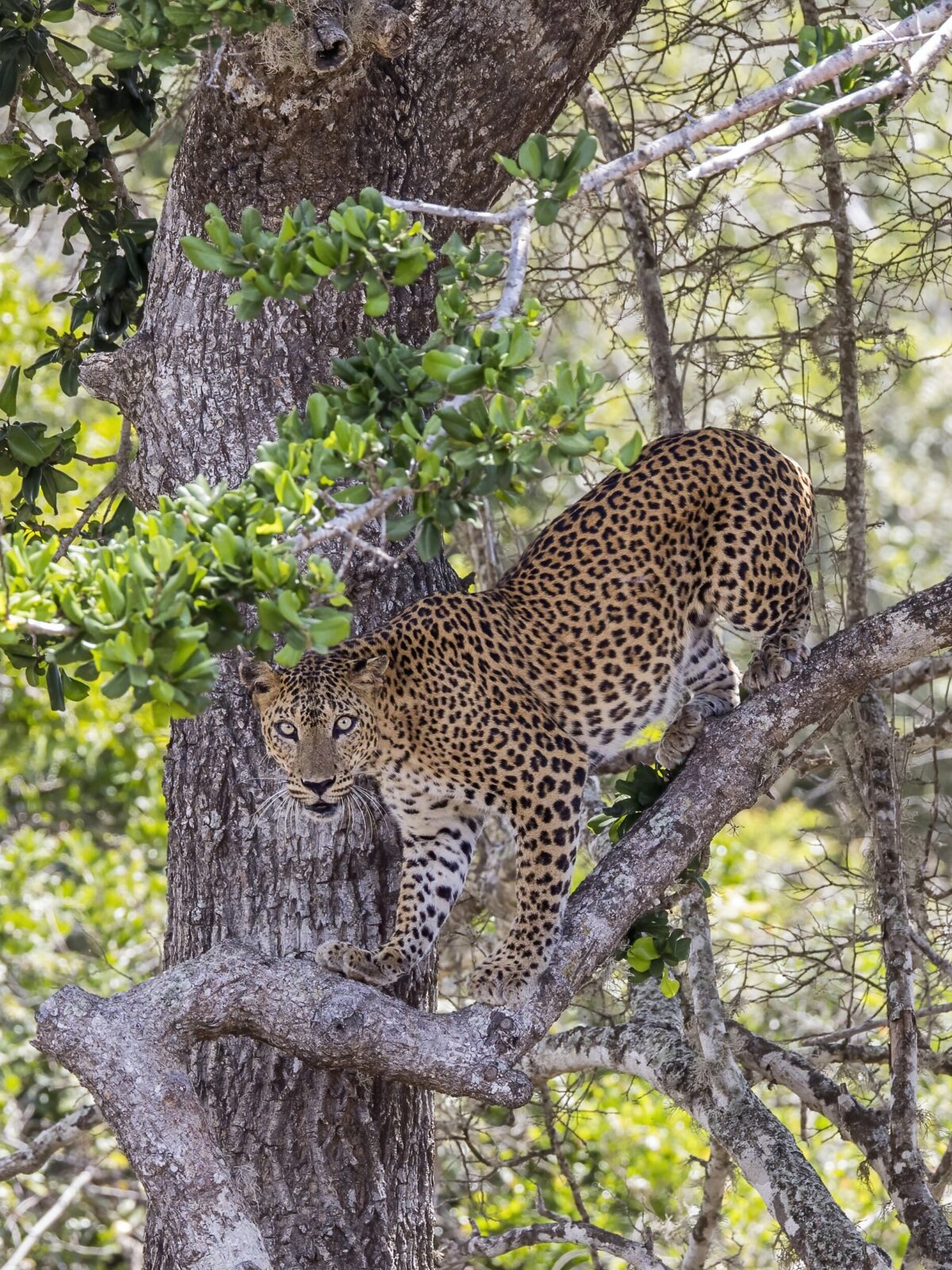 Sri Lanka Leopard