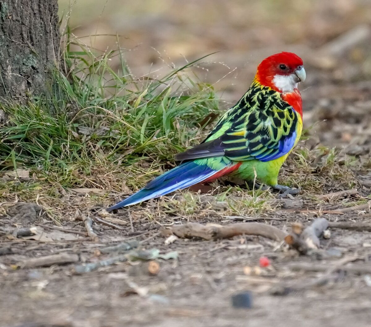 Eastern Rosella