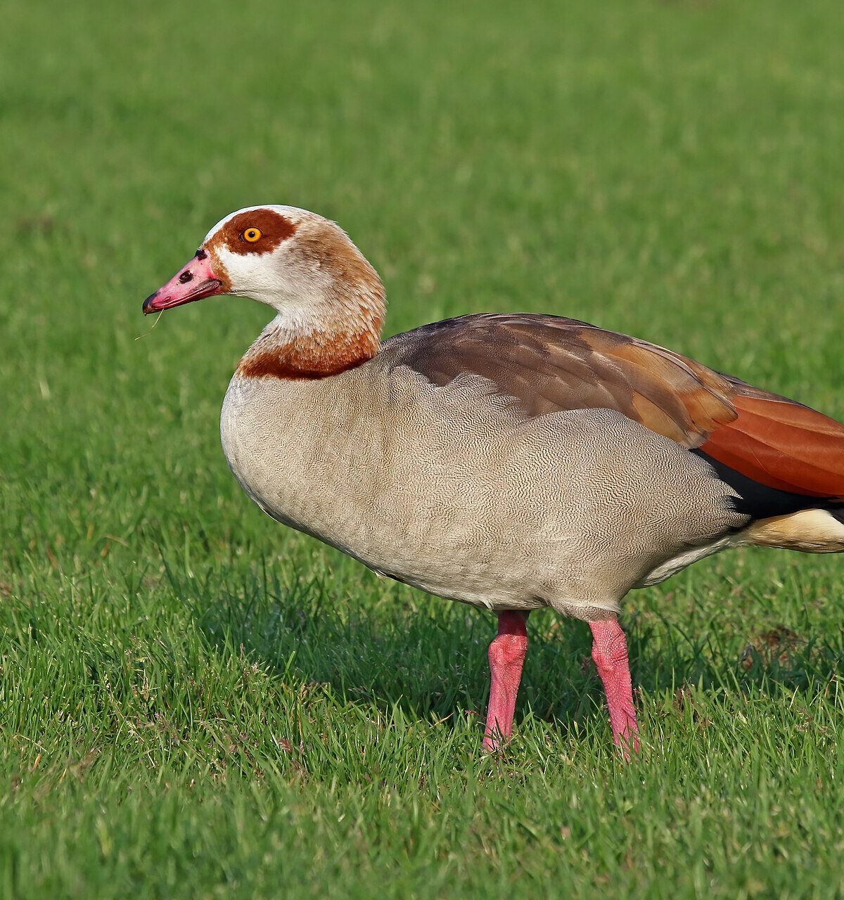 Egyptian Goose