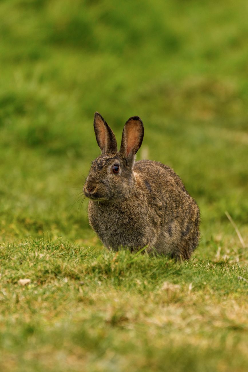 Rabbit