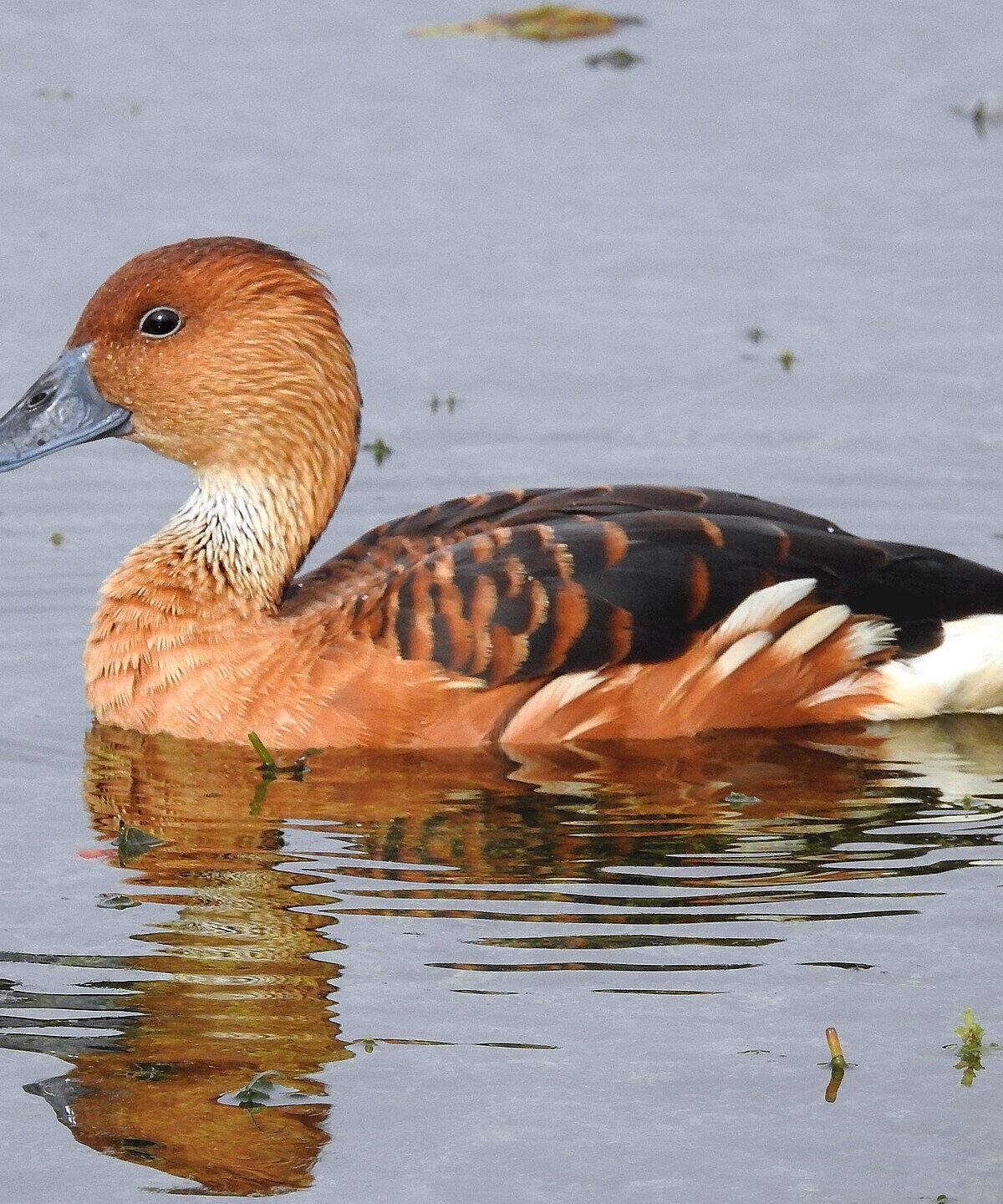 Fulvous Whistling Duck