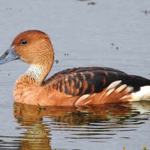 Whistling Duck