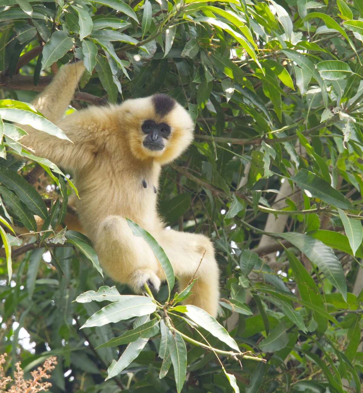 Yellow-Cheeked Gibbon