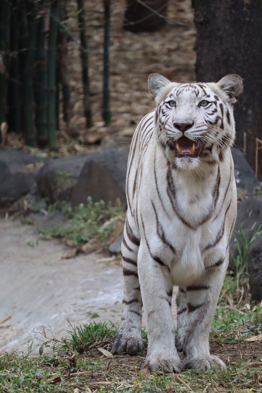 White Tiger