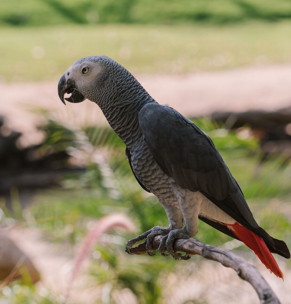 Grey Parrot