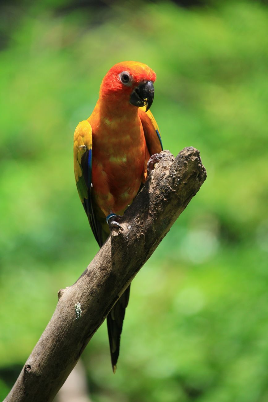 Sun Parakeet