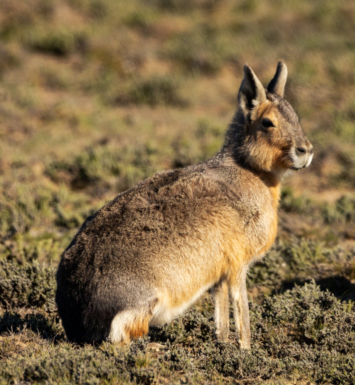 Patagonian Mara