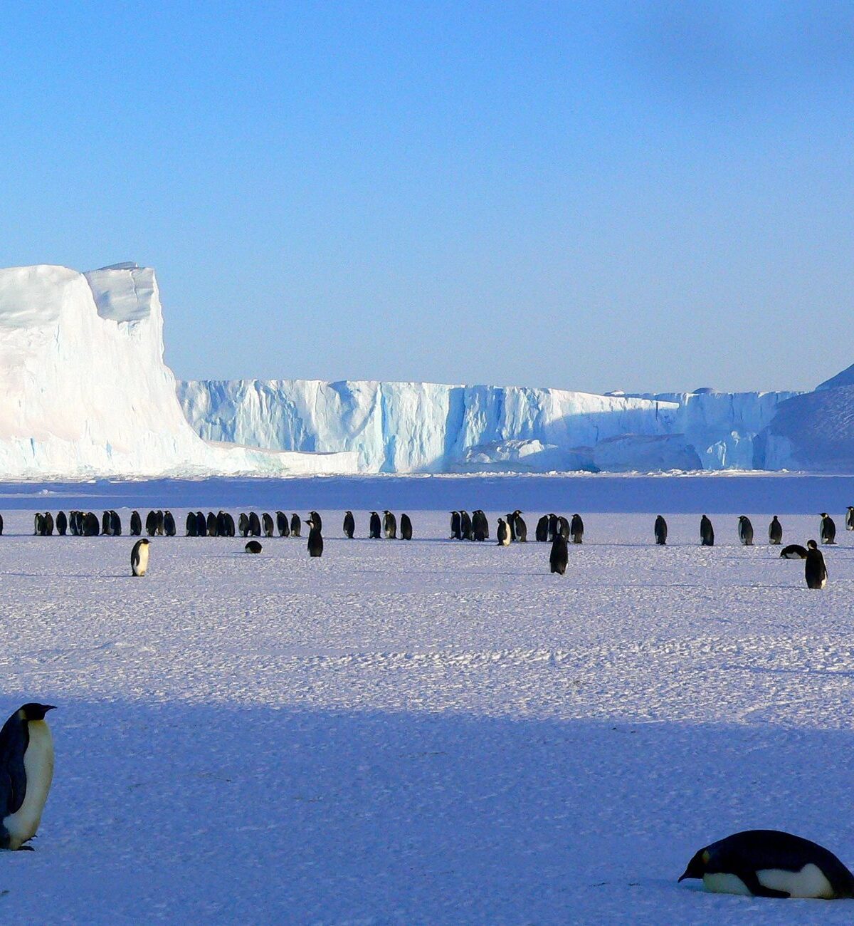 Emperor Penguin
