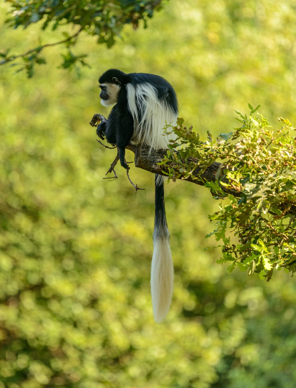 Mantled Guereza