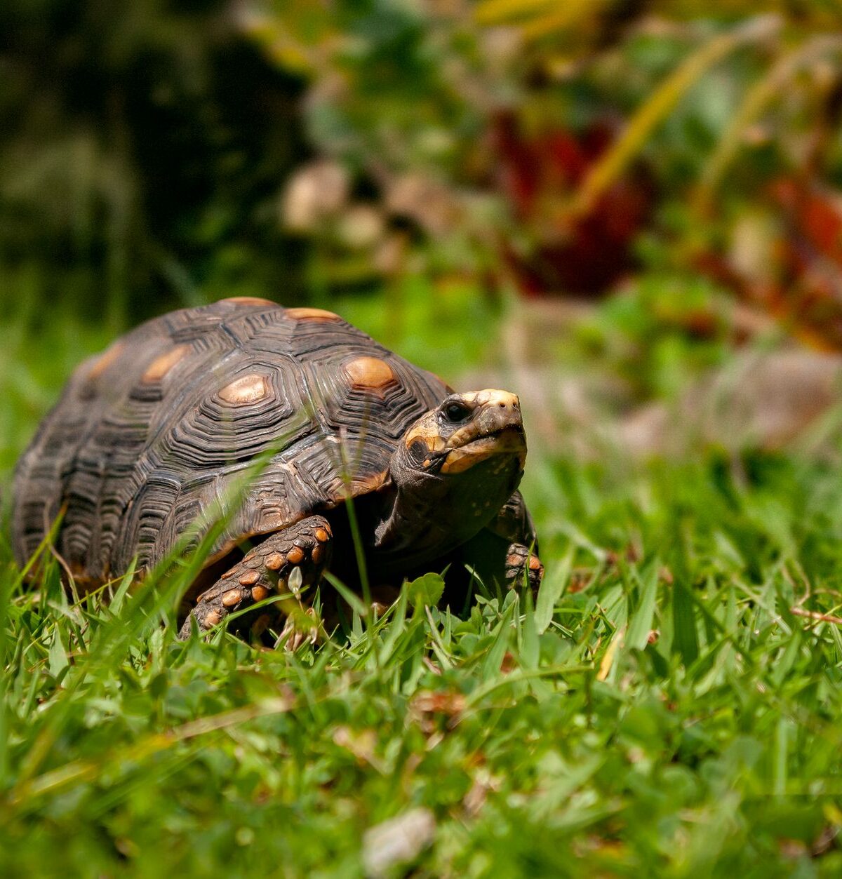 Yellow-Footed Tortoise