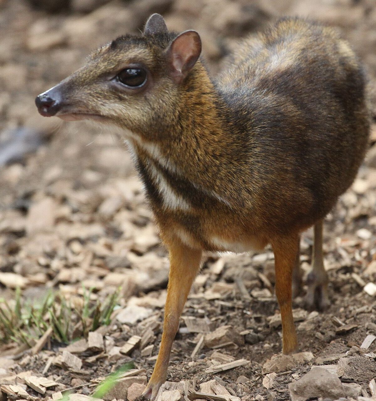 Java Mouse-Deer