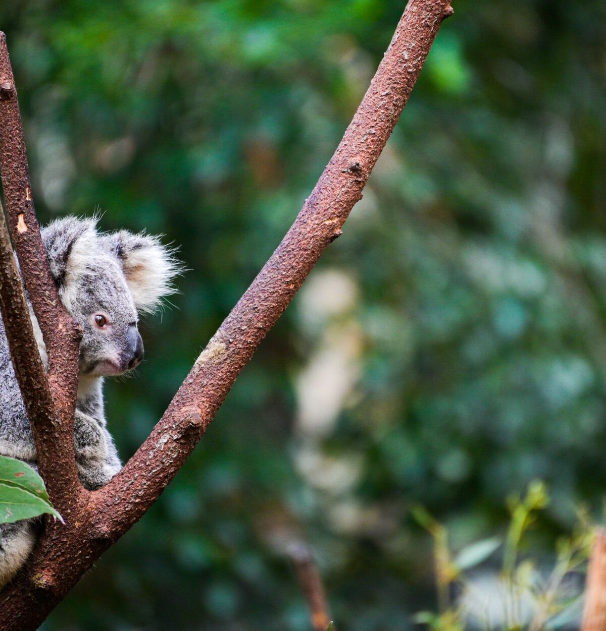 Queensland Koala