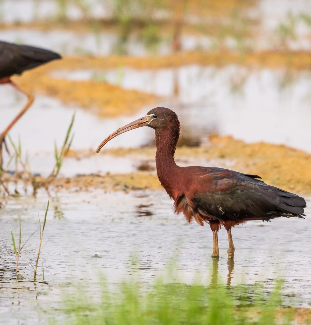 Glossy Ibis
