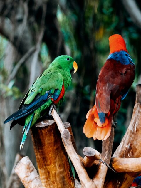 Parrots
