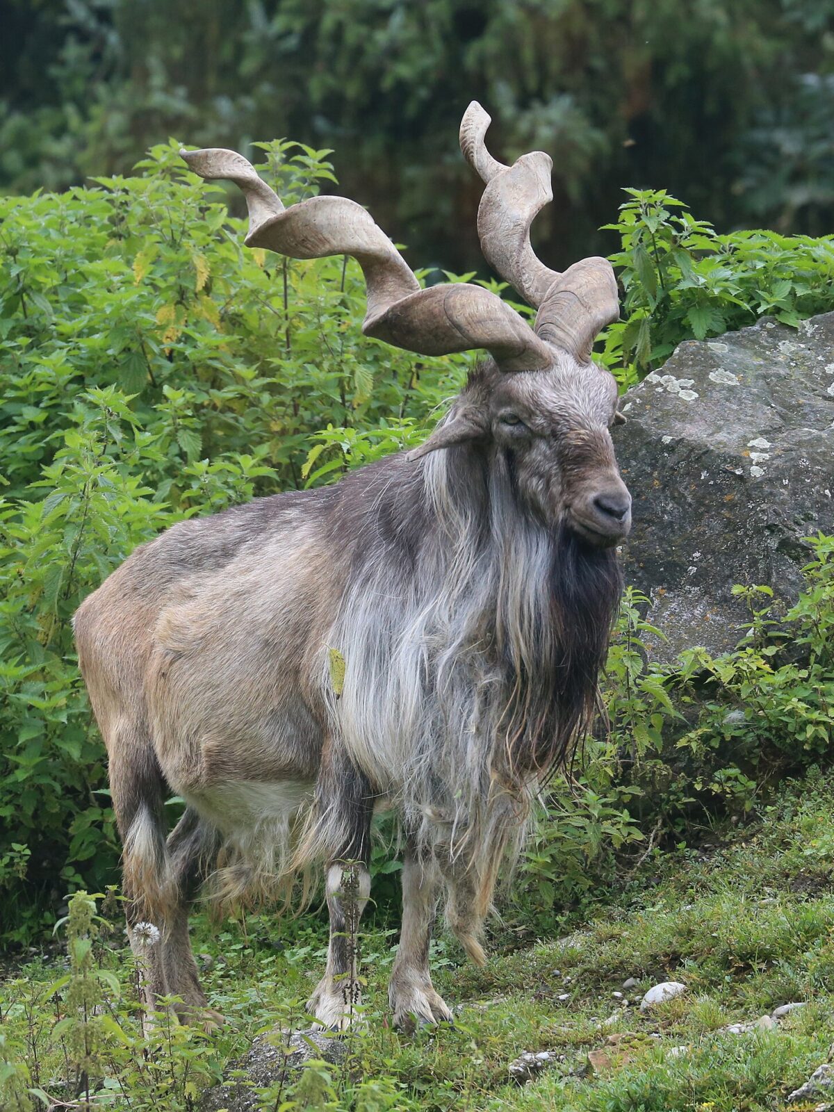 Turkmen Markhor