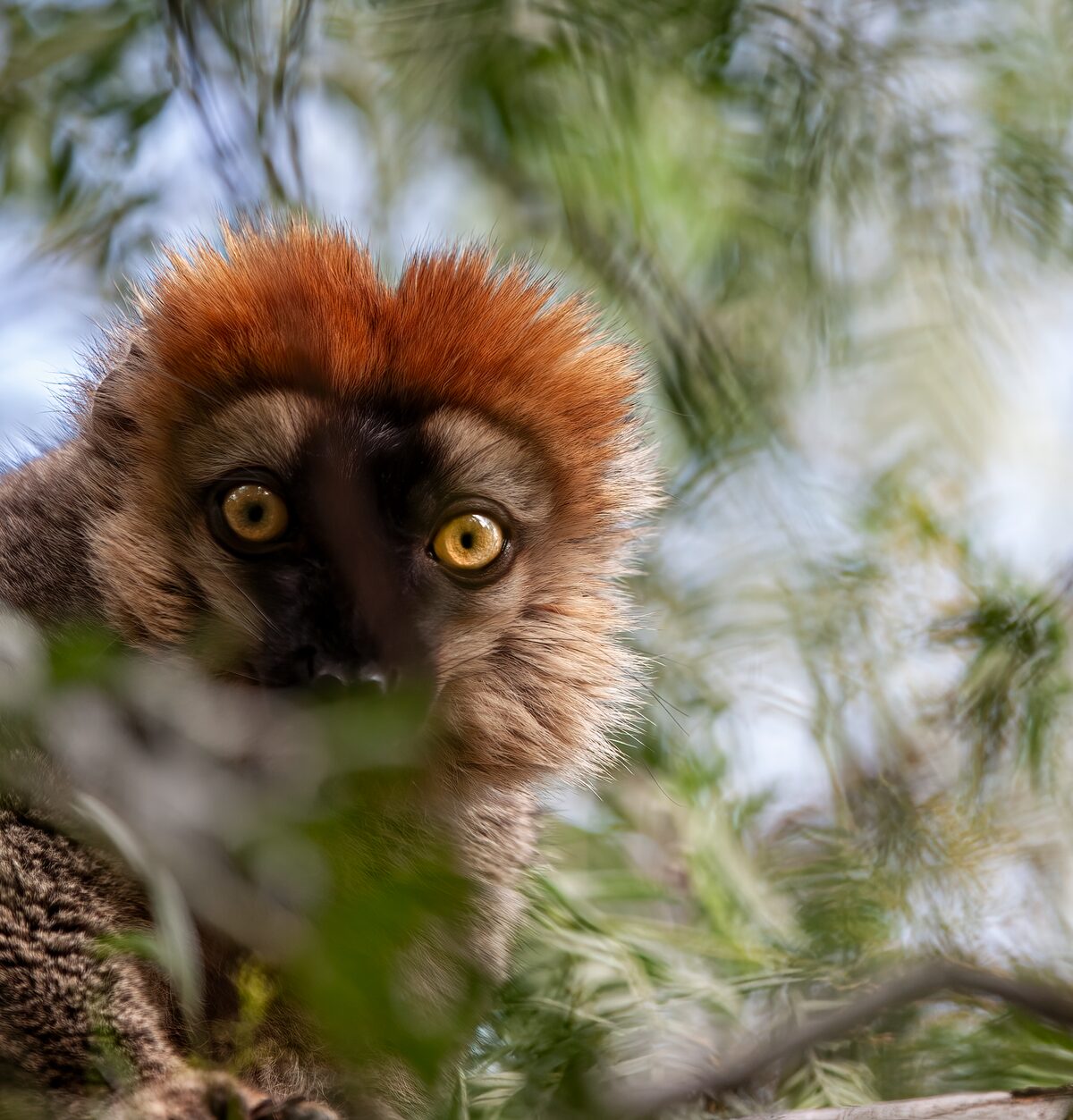 Red-Fronted Lemur