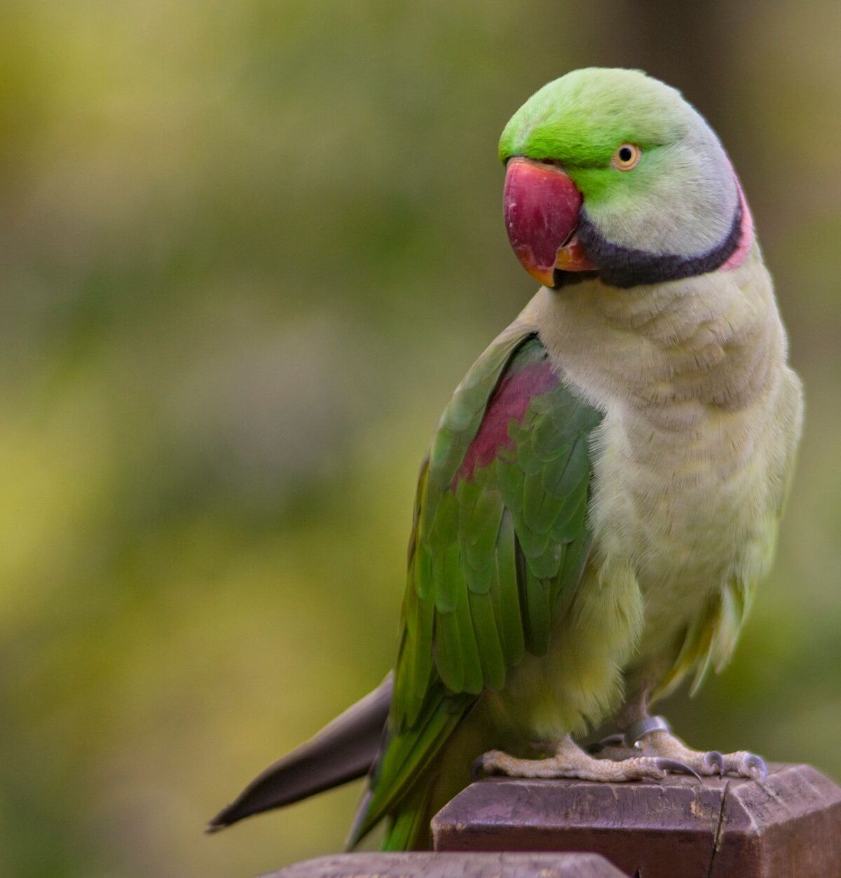 Alexandrine Parakeet