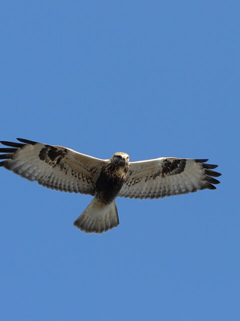 Rough-Legged Hawk