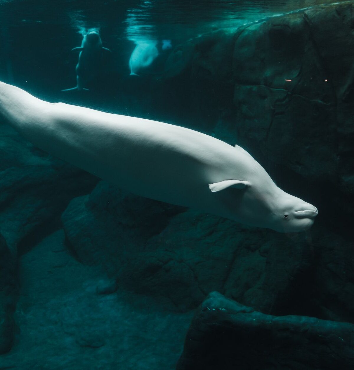 Beluga Whale