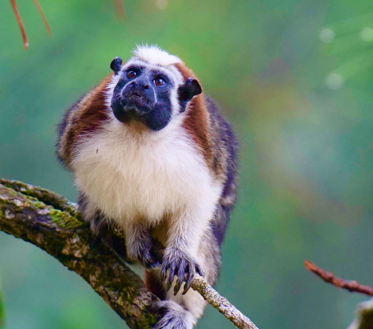Geoffroy's Tamarin