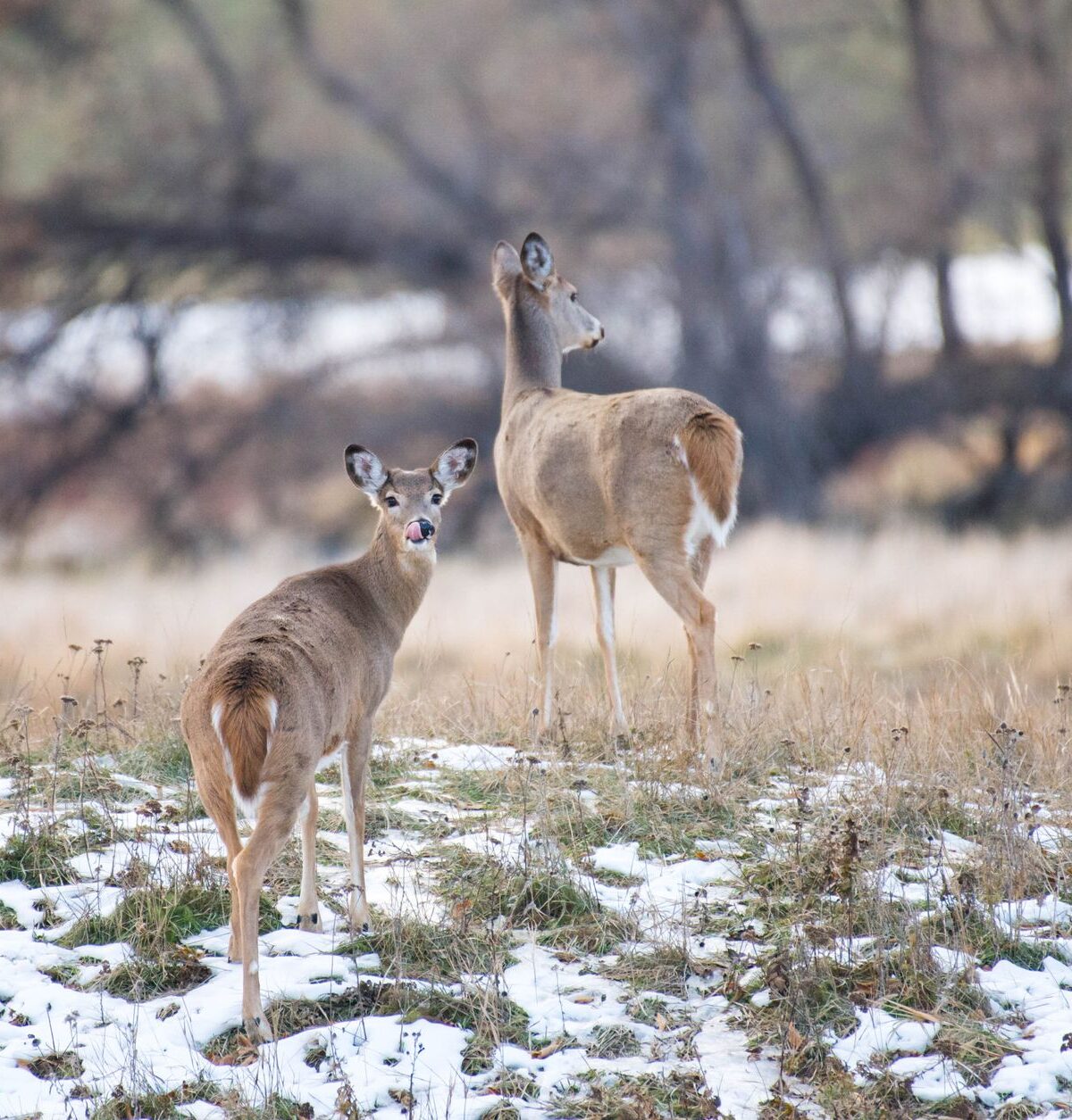 White-tailed Deer