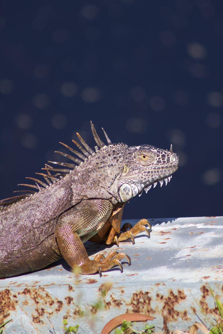 Iguana