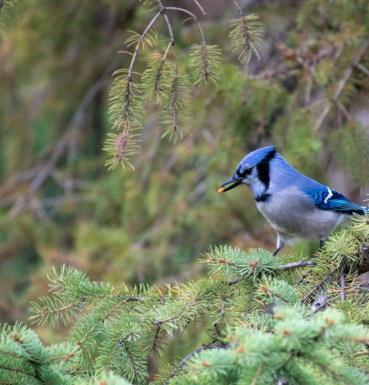 Blue Jay