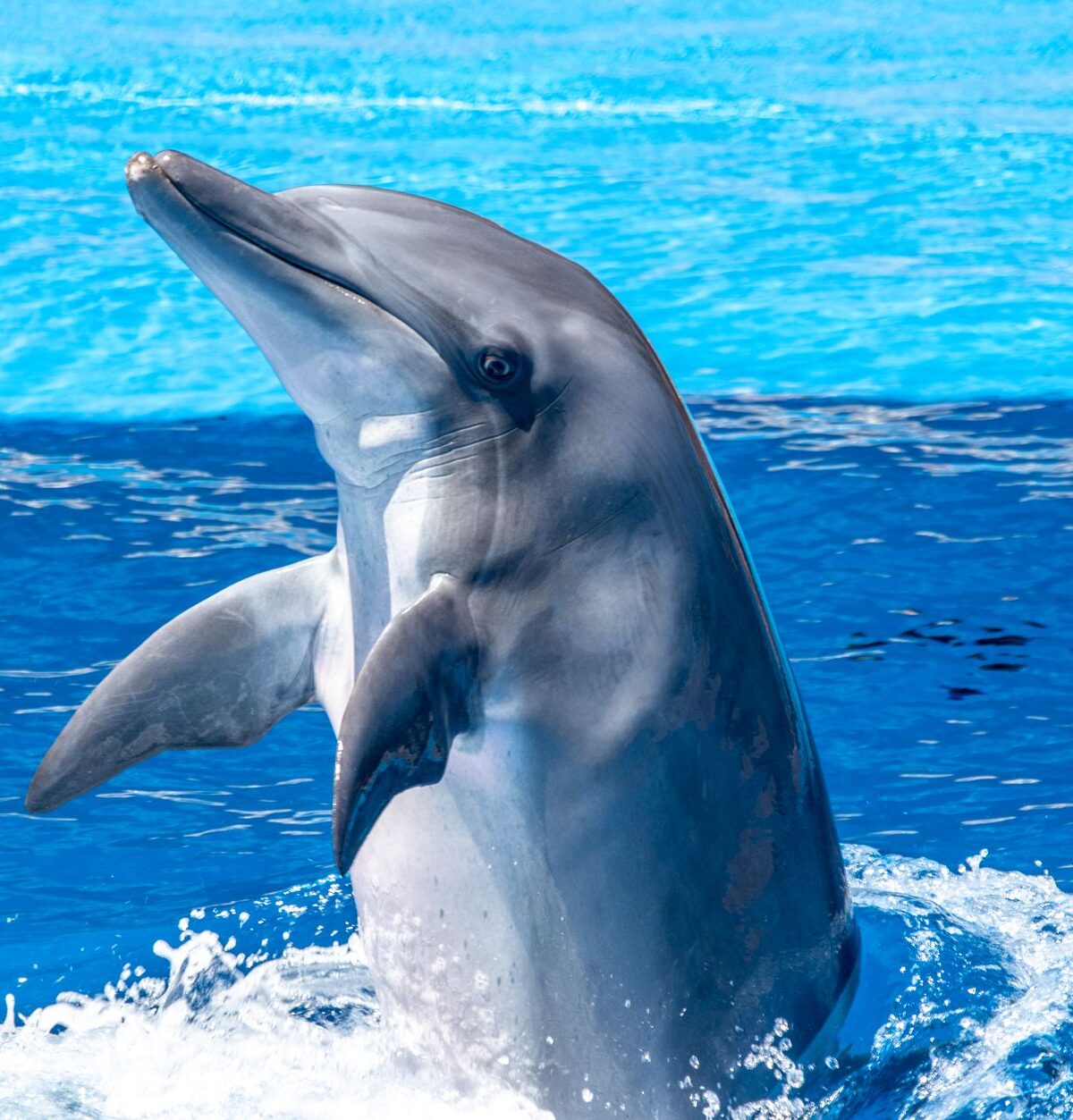 Bottlenose Dolphin