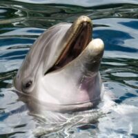 Bottlenose Dolphin