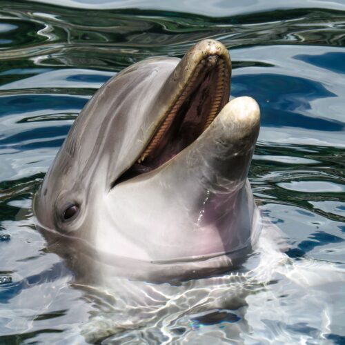Dolphin