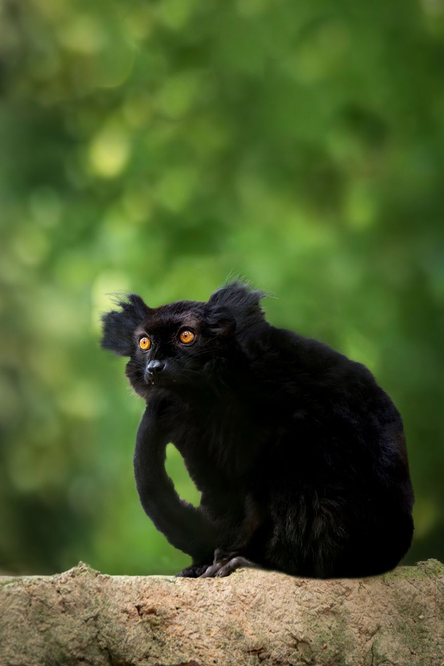 Black Lemur