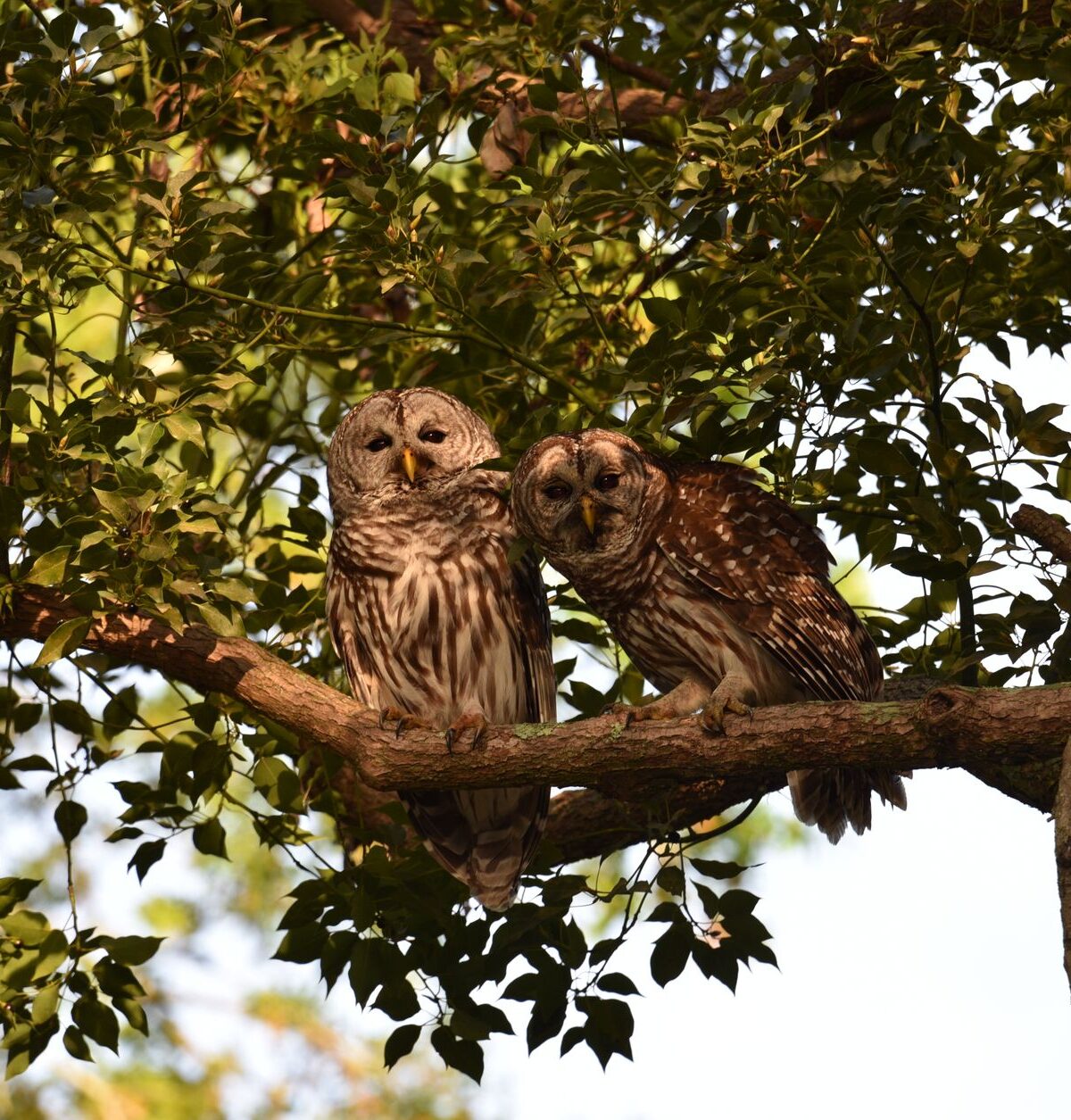 Barred Owl