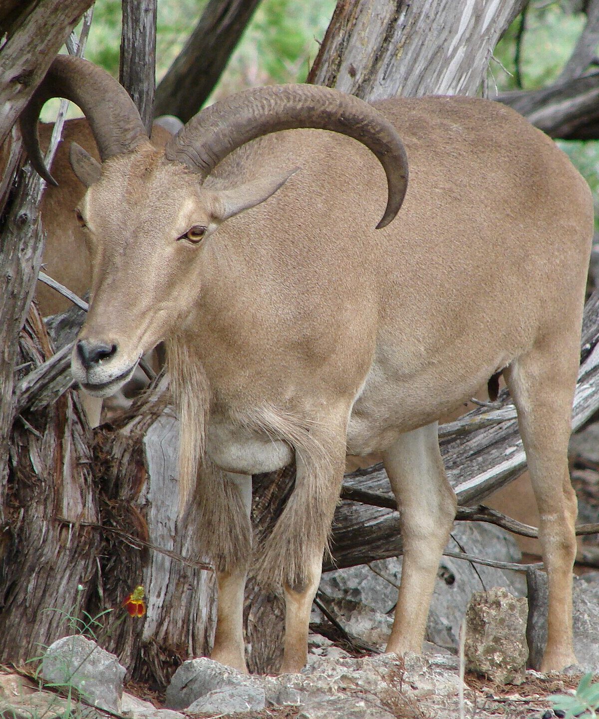Barbary Sheep