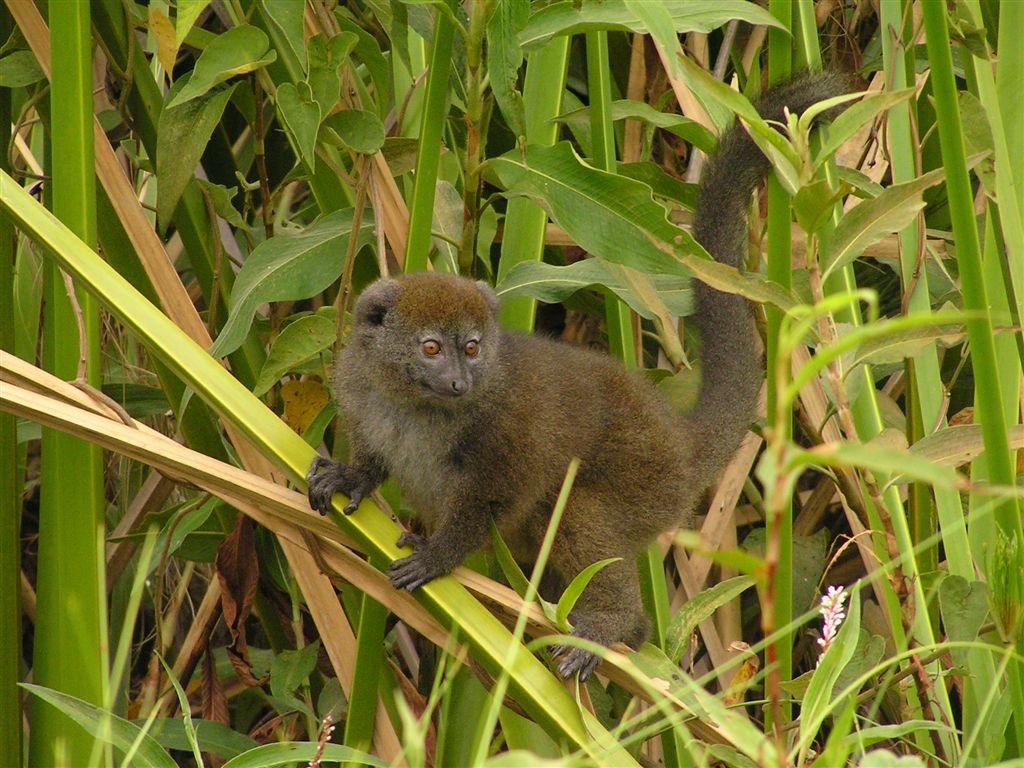 Alaotran Gentle Lemur