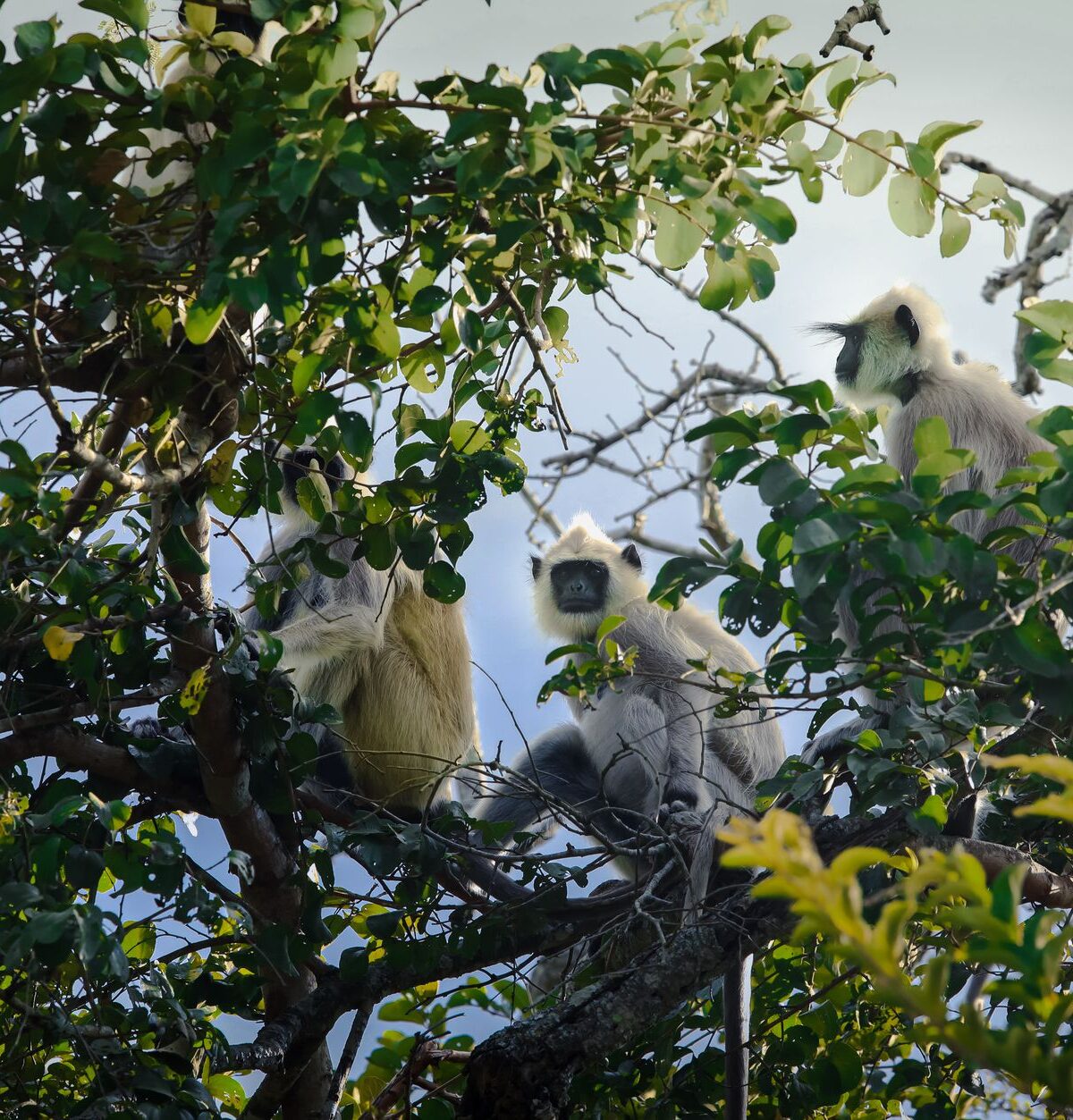 Hanuman Langur