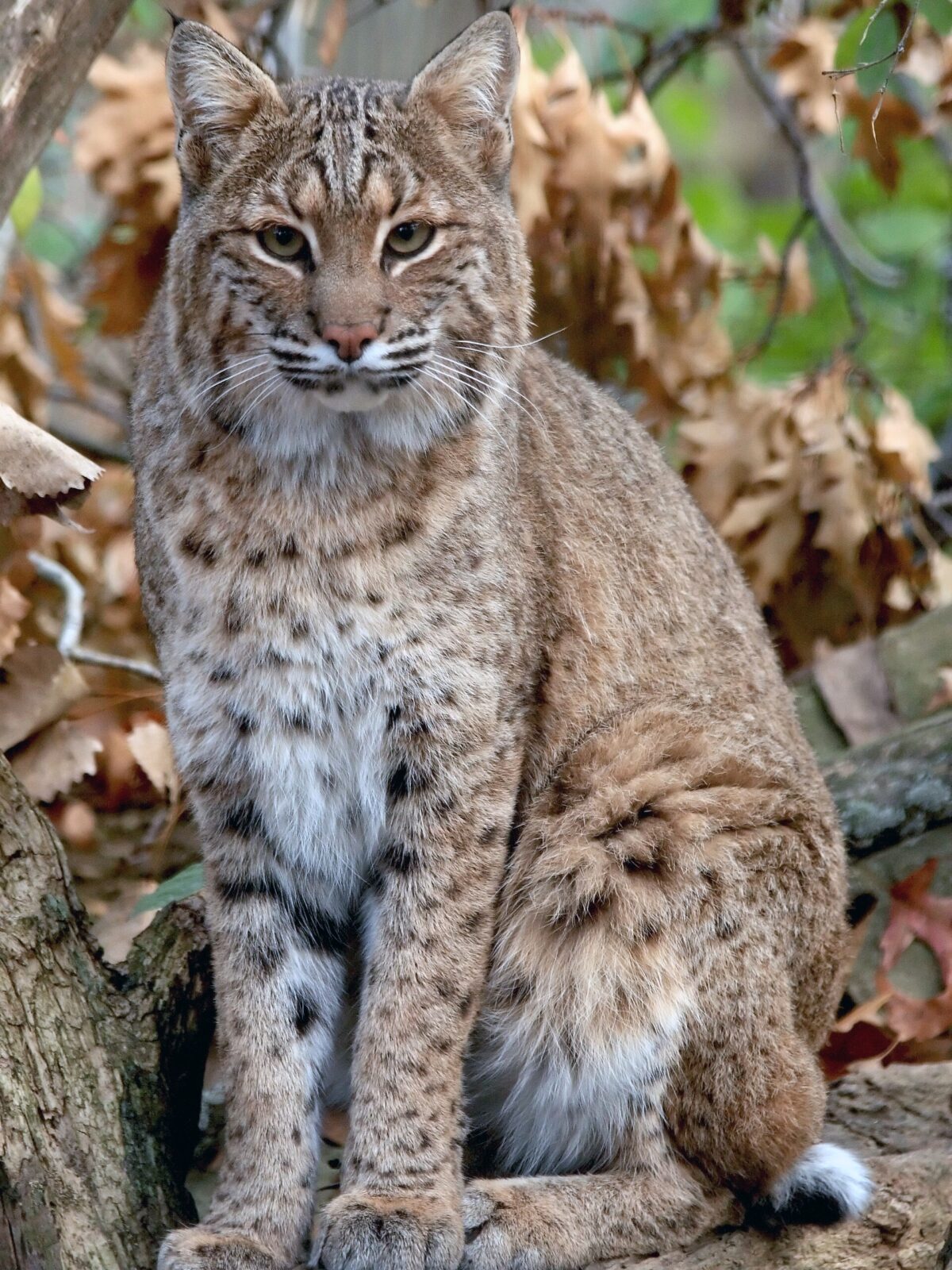 Bobcat